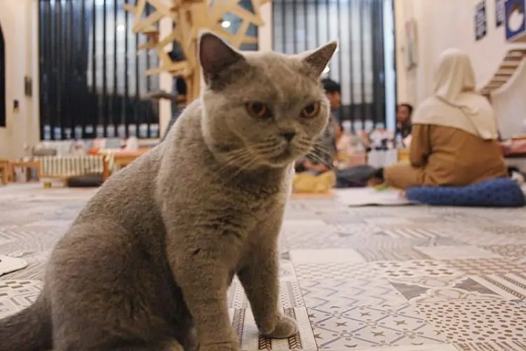 Habis Stres Terbitlah Tawa di Gemuyu Cat Cafe Cibinong