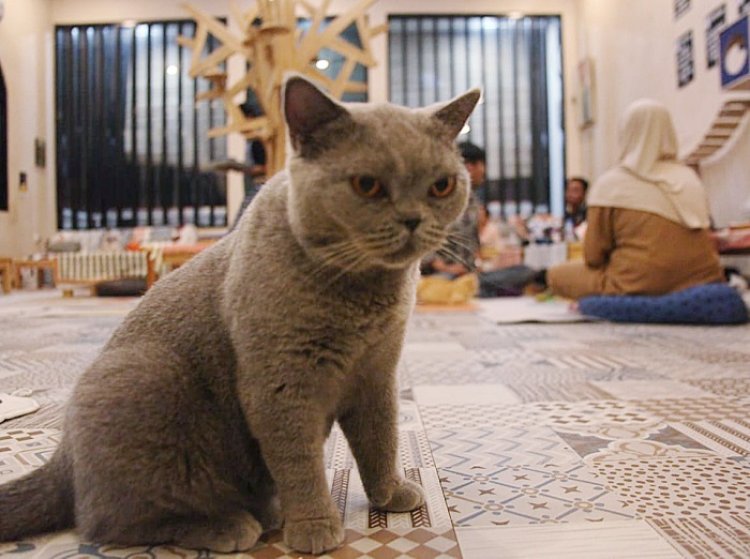 Habis Stres Terbitlah Tawa di Gemuyu Cat Cafe Cibinong
