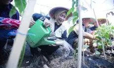 Pemkot Bandung dan BJB Tanam 16.200 Bibit Cabai Rawit dan 150 Kilogram Bawang Merah