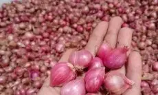 Panduan Lengkap Menanam Bawang Merah di Polybag untuk Pemula, Nikmati Hasil Panen untuk Menghemat Pengeluaran Dapur!