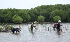 Hari Bumi Sesuai, Bio Farma Tanam 4.000 Mangrove