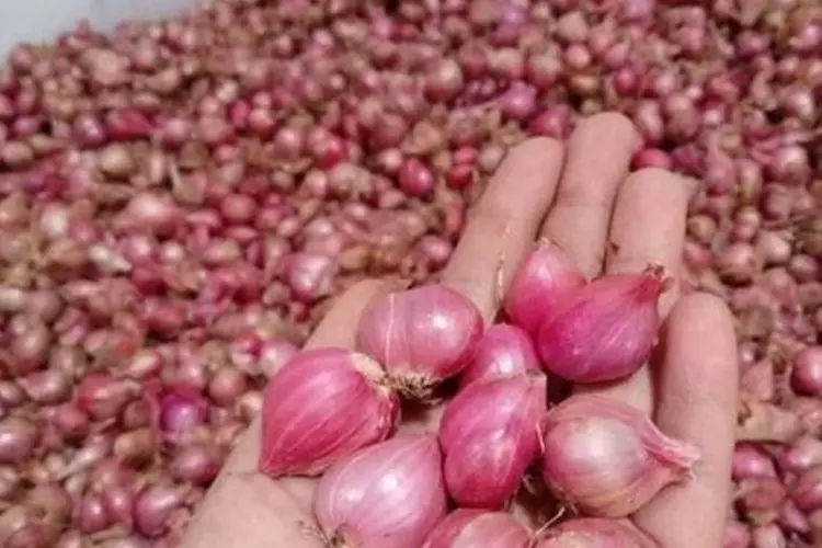 Panduan Lengkap Menanam Bawang Merah di Polybag untuk Pemula, Nikmati Hasil Panen untuk Menghemat Pengeluaran Dapur!