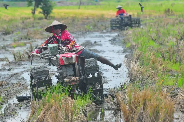 Sikap Kami: Ambisi Terlalu Tinggi soal Padi