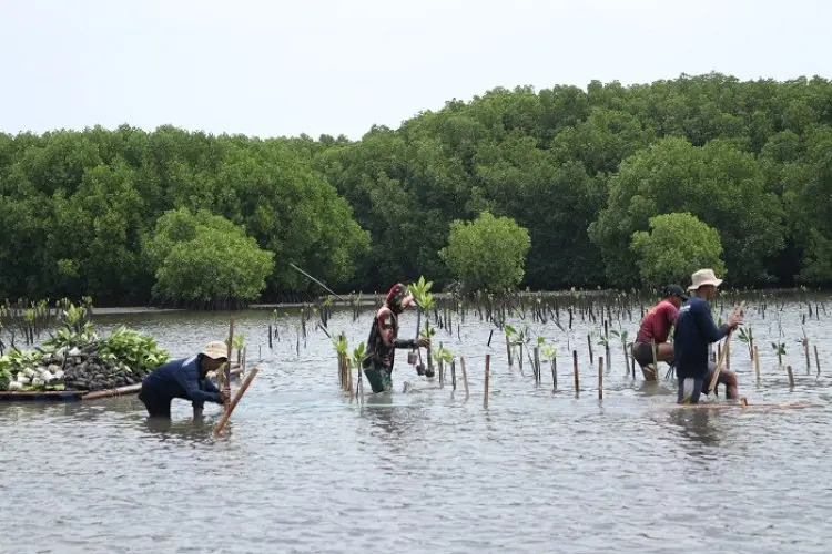 Hari Bumi Sesuai, Bio Farma Tanam 4.000 Mangrove