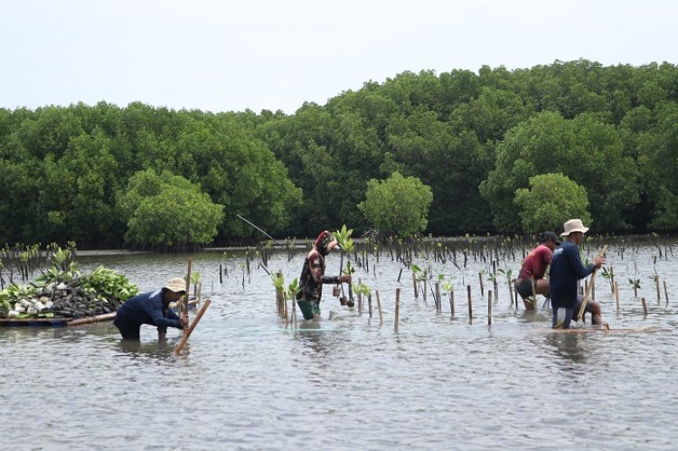 Hari Bumi Sesuai, Bio Farma Tanam 4.000 Mangrove