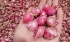 Harga Bawang Merah Mulai Turun, Pedagang Pasar Tagog Padalarang Keluhkan Daya Beli Masyarakat yang Masih Minim