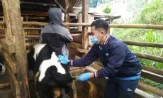 50 Persen Hewan Kurban di KBB Berasal dari Luar Daerah, Dispernakan Perketat Pengawasan Lalin Ternak