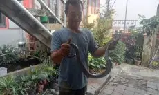 Sempat Semburkan Bisa, Relawan BPBD KBB Tangkap Ular Kobra dalam Rumah Warga di Padalarang 