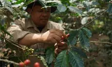 Pupuk Kujang Bantu Petani Kopi Selamatkan Hutan di Gunung Malabar