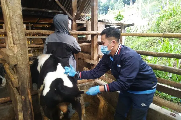 50 Persen Hewan Kurban di KBB Berasal dari Luar Daerah, Dispernakan Perketat Pengawasan Lalin Ternak