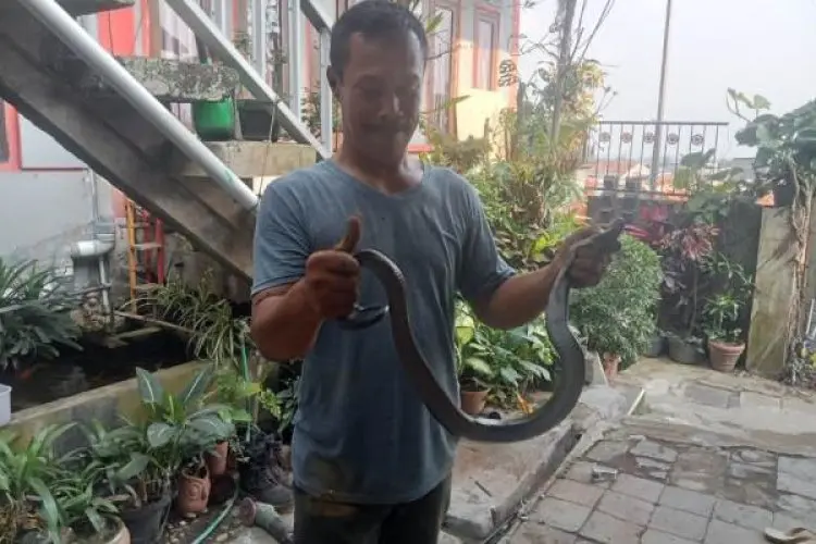 Sempat Semburkan Bisa, Relawan BPBD KBB Tangkap Ular Kobra dalam Rumah Warga di Padalarang 