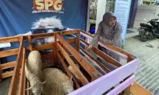 Sambut Iduladha 1445 H, Ethica dan Rumah Qurban Dandani Kambing dengan Pakaian Lucu