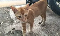 DKPP Bandung Sterilkan Kucing Liar, Kendalikan Populasi dan Cegah Penyakit