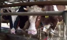 Pemkab Kuningan Pasang 5.000 Kalung Sehat Hewan Kurban Layak Konsumsi