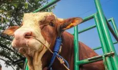 Jokowi Beli Tiga Ekor Sapi Milik Warga Kota Bandung