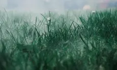 Musnahkan Rumput Liar Sampai ke Akarnya! Cukup 3 Bahan Dapur Ini