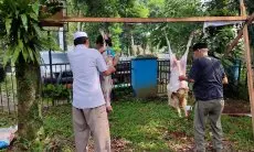 Hari Kedua Idul Adha, PWI Kota Bogor Sembelih 2 Ekor Kambing