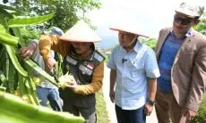 Pemkab Kuningan Kenalkan Kebun Buah Naga Kuning untuk Wisatawan