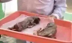 Heboh Soal Sapi Kurban Jantan Diduga Punya 2 Bayi di Pekanbaru hingga Tuai Pro Kontra Netizen