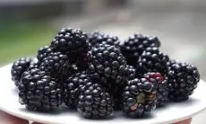 Tips Buat Masker Wajah dari Blackberry dan Yogurt untuk Hilangkan Kerutan 