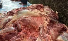 DKPP Kota Bandung Temukan Ratusan Kilo Daging Afkir Pada Hewan Kurban