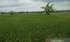 Pemkab Cirebon Pastikan Kegiatan Investasi Tak Kurangi Lahan Pertanian