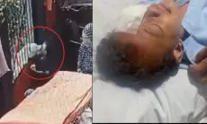 Viral Bocah Digigit Anjing hingga Matanya Luka, Polisi Sebut Belum Terima Laporan dari Keluarga Korban