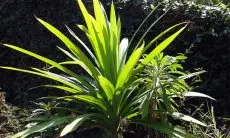 Tak Hanya untuk Hidangan Masakan, Daun Pandan Juga Bermanfaat untuk Jadikan Kulit Sehat dan Glowing