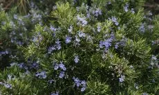 Rahasia Rambut Lebat dan Sehat, Aplikasikan Minyak Rosemary untuk Kulit Kepala