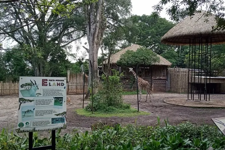 Kebun Binatang Bandung Siapkan Program Liburan Bersama Hewan