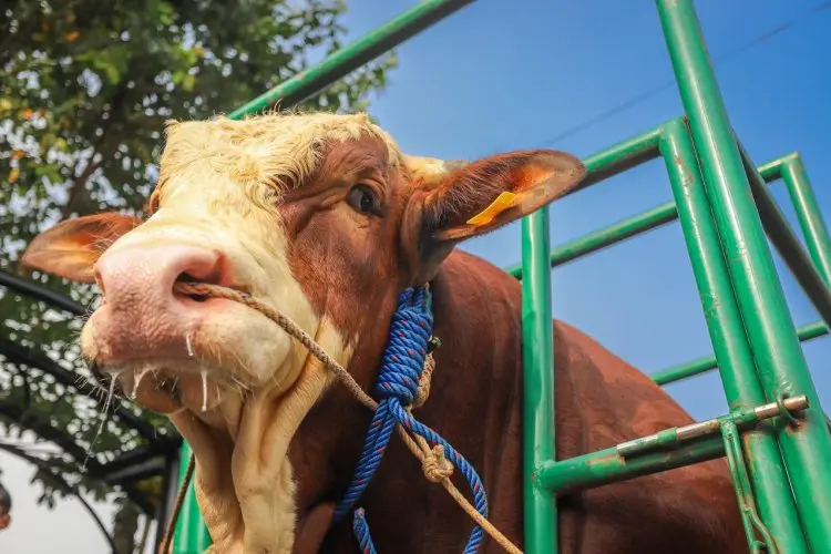 Tiga Sapi Simental dan Limosin Asal Kota Bandung Terpilih Jadi Sapi Kurban Presiden 