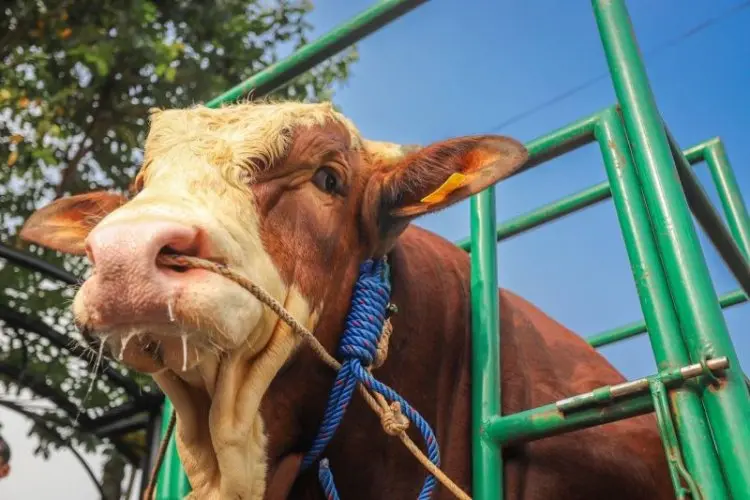Jokowi Beli Tiga Ekor Sapi Milik Warga Kota Bandung