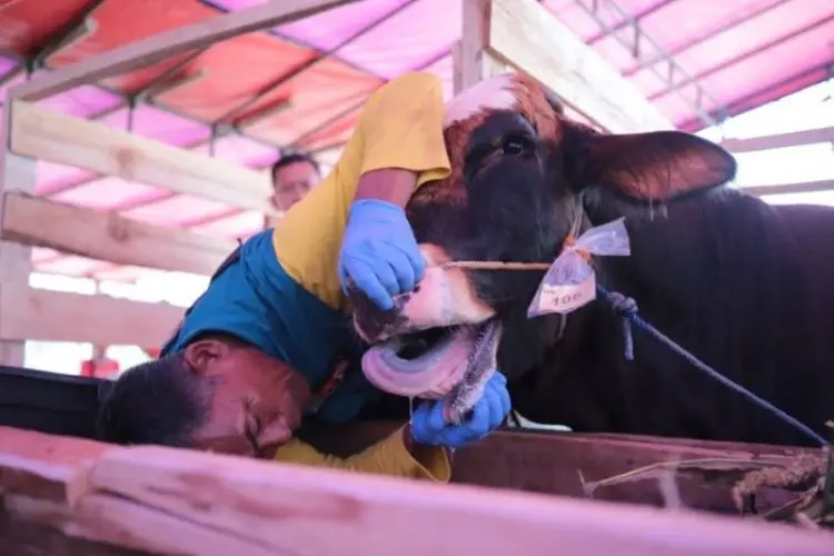 DKPP Pastikan 111 Ribu Hewan Kurban di Kota Bandung Sehat
