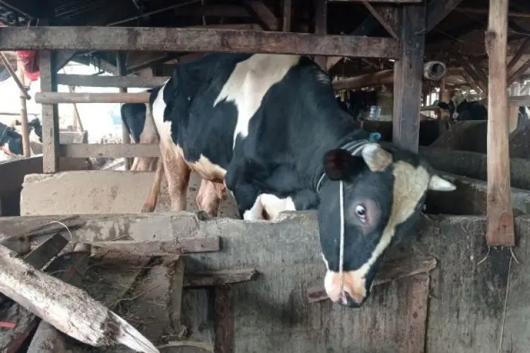 Lolos Pemeriksaan, Dispernakan KBB Sebut Sapi Kurban Presiden Jokowi Terpilih Berasal dari Cisarua