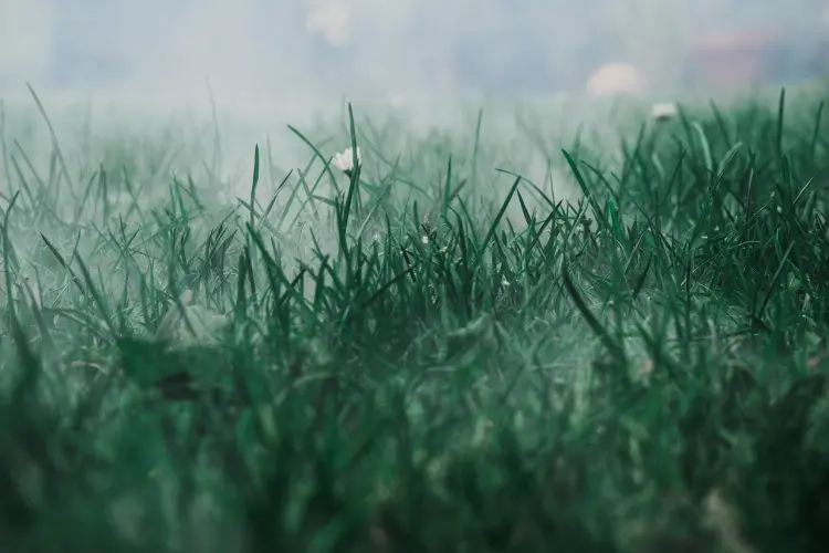 Musnahkan Rumput Liar Sampai ke Akarnya! Cukup 3 Bahan Dapur Ini