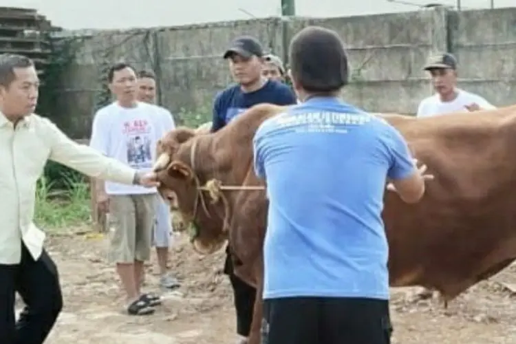 Upaya Penyaluran Hewan Kurban Merata ke Desa-desa