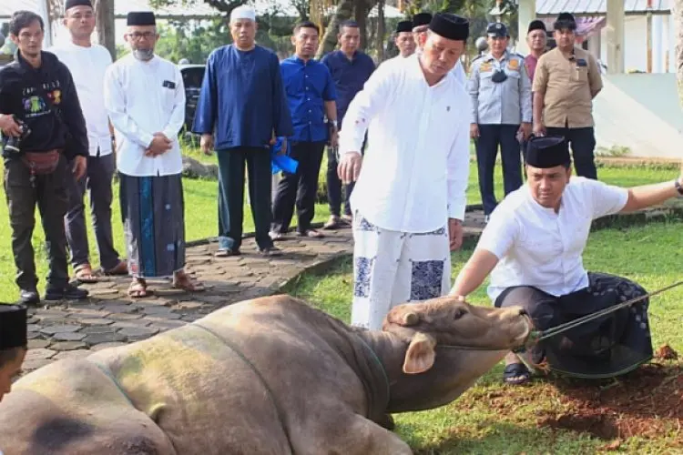 Pemkab Bogor Salurkan 95 Ekor Sapi dan Ratusan Domba untuk Masyarakat pada Idul Adha 1445