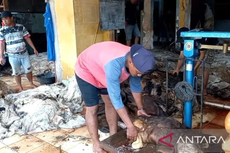 Berkah Idul Adha, Usaha Pengepul Kulit Hewan Bekasi Diserbu Masyarakat