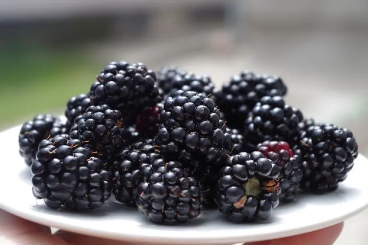 Tips Buat Masker Wajah dari Blackberry dan Yogurt untuk Hilangkan Kerutan 