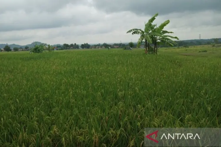 Pemkab Cirebon Pastikan Kegiatan Investasi Tak Kurangi Lahan Pertanian