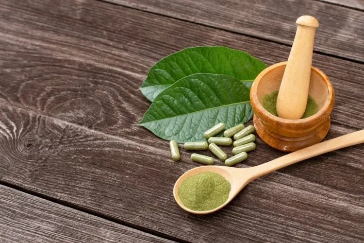 Apa Itu Tanaman Kratom, Benarkah Bikin Ketagihan Seperti Narkoba?
