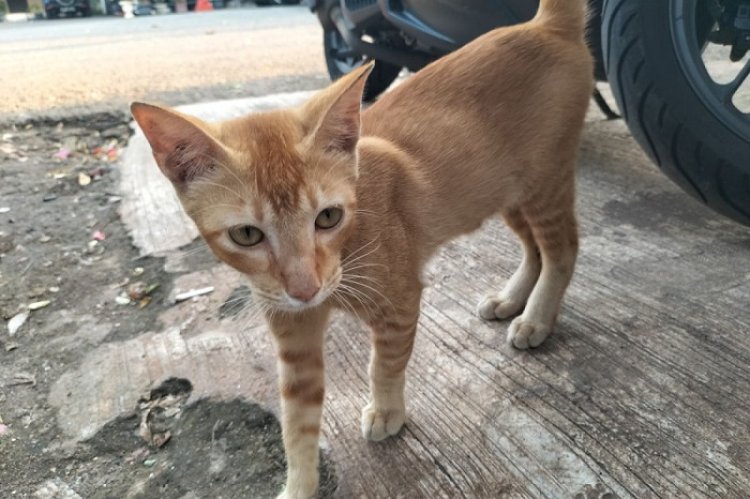 DKPP Jabar Siap Bantu Setwan DPRD, Tangani Kucing Liar