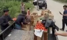 Viral Petani di Solok Buang Tomat ke Jurang Gegara Harga Jual Anjlok