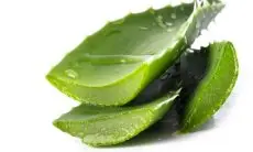Manfaat Aloe Vera yang Disesuaikan dengan Jenis Kulitnya