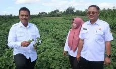 Penuhi Pasar Domestik dan Ekspor, Pemkab Kuningan Genjot Produksi Ubi Jalar