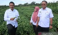 Kejar Ekspor, Pemkab Kuningan Tingkatkan Produksi Ubi Jalar