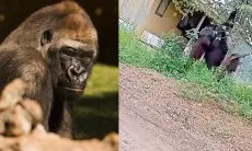 Viral Orang Utan Raksasa Sebesar Rumah Muncul di Pemukiman Warga, Netizen: Habibatnya Udah Rusak