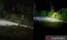 Serem... Macan Tutul Berkeliaran di Pemukiman Kuningan, Warga Diminta Kurangi Aktivitas di Malam Hari