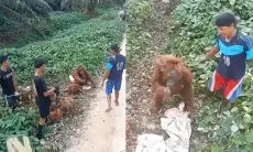 Viral Orang Utan dan Bayinya Datangi Pekerja Sawit untuk Minta Makanan, Netizen: Tempat Mereka Dirusak Manusia