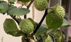 Mengapa Orang-orang Bisa Kecanduan Buah Kecubung? Kata Dokter Sudah Pasti Gegara Coba-coba...